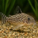 Bystrzyk błękitny – Boehlkea fredcochui