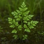 Lemna drobna – Lemna minor