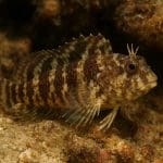 Skałka niebieska – Ecsenius bicolor