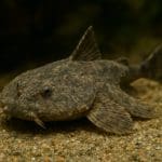 Jak dbać o równowagę biologiczną