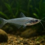 Sumik banjo – Bunocephalus coracoideus