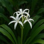 Ceratopteris cornuta – Ceratopteris cornuta