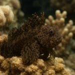 Crinum thaianum – Crinum thaianum