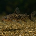Sumik fryzowany – Synodontis nigriventris