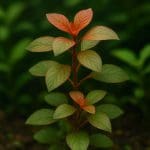 Zestaw do pomiaru PO₄