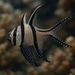 Dottyback czerwonopłetwy – Pseudochromis flavivertex