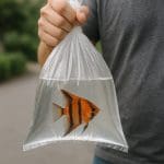 Kardynałka bengalska – Pterapogon kauderni