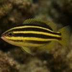 Pseudochromis niebieski – Pseudochromis cyanotaenia