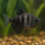 Kąsacz kolumbijski – Hyphessobrycon columbianus