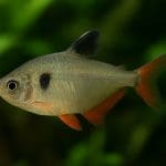 Zestaw do pomiaru Fe