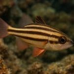 Limnophila aquatica – Limnophila aquatica