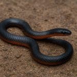 Kąsacz błyszczący – Hemigrammus ocellifer