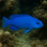 Jak rozmnażać gupiki w akwarium