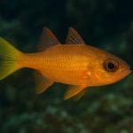 Chromis błękitny – Chromis viridis