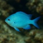 Jak często robić podmiany wody