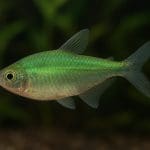 Razbora klinowa – Trigonostigma heteromorpha