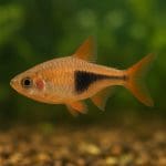 Kąsacz zielony – Hemigrammus hyanuary