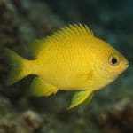 Jak mierzyć pH i twardość wody w akwarium