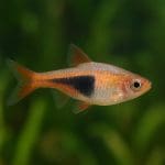 Razbora hengela – Trigonostigma hengeli