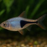 Razbora espei – Trigonostigma espei