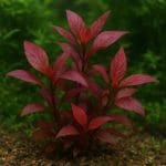 Alternanthera lilacina – Alternanthera lilacina