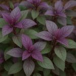 Alternanthera reineckii – Alternanthera reineckii