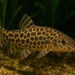 Jak rozmnażać gupiki w akwarium
