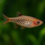 Wąż do podmiany wody