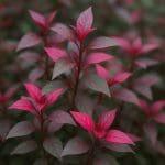 Wąż do podmiany wody