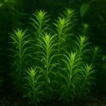 Alternanthera rosaefolia – Alternanthera rosaefolia