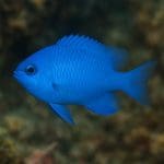 Damsel żółty – Pomacentrus moluccensis