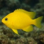 Jak zrobić tło do akwarium