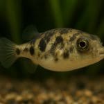 Bocja siatkowana – Botia lohachata