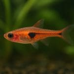 Jak zrobić tło do akwarium