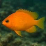 Pogostemon stellatus – Pogostemon stellatus