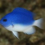 Damsel pomarańczowy – Pomacentrus auriventris