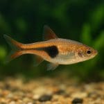 Kirysek pstry – Corydoras paleatus