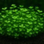 Micranthemum tweediei – Micranthemum tweediei