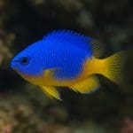 Micranthemum tweediei – Micranthemum tweediei