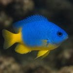 Damsel królewski – Chrysiptera hemicyanea