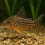 Kirysek adolfa – Corydoras adolfoi