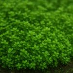 Damsel czarny – Neoglyphidodon melas