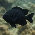 Damsel dwupaskowy – Dascyllus aruanus