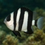 Damsel czarny – Neoglyphidodon melas