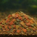 Hemianthus micranthemoides – Hemianthus micranthemoides