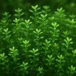 Bacopa monnieri – Bacopa monnieri