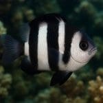 Bacopa monnieri – Bacopa monnieri