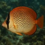 Jak fotografować akwarium i ryby