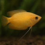 Jak fotografować akwarium i ryby