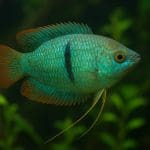 Pułapka na ślimaki